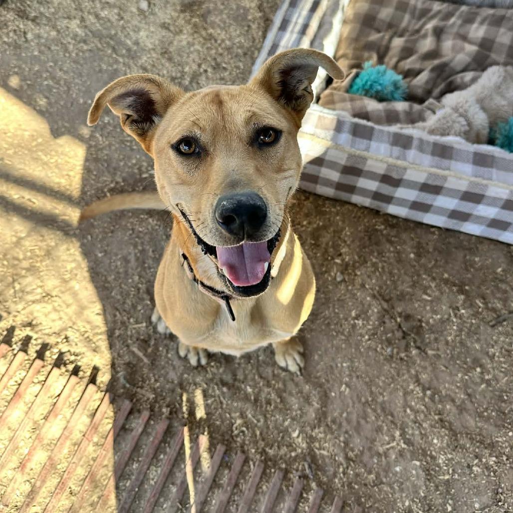 Enlarge Lucky, a Adoptable mixed breed in Stephenville, TX image 5/6