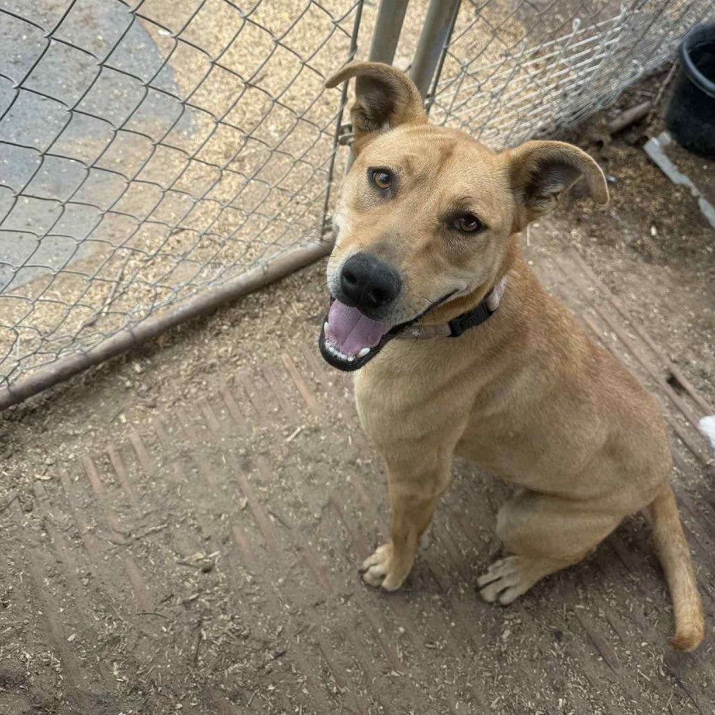 Enlarge Lucky, a Adoptable mixed breed in Stephenville, TX image 6/6