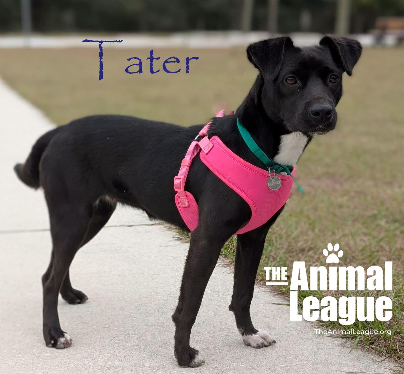Enlarge Tater, an adopted mixed breed in Groveland, FL image 2/3