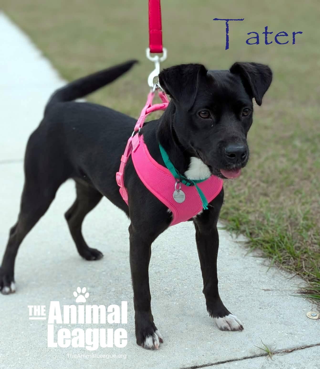 Tater, ADOPTABLE, Adult Female Terrier & Labrador Retriever.