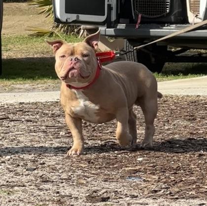 Bear — thumbnail 2