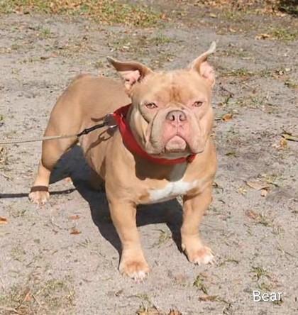 Bear — thumbnail 3