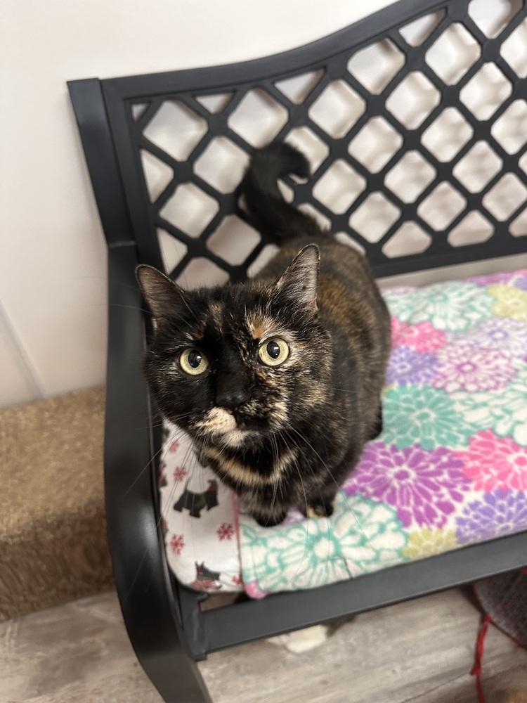 Enlarge Charlotte, a Adoptable Domestic Short Hair in Greensburg, PA image 1/1