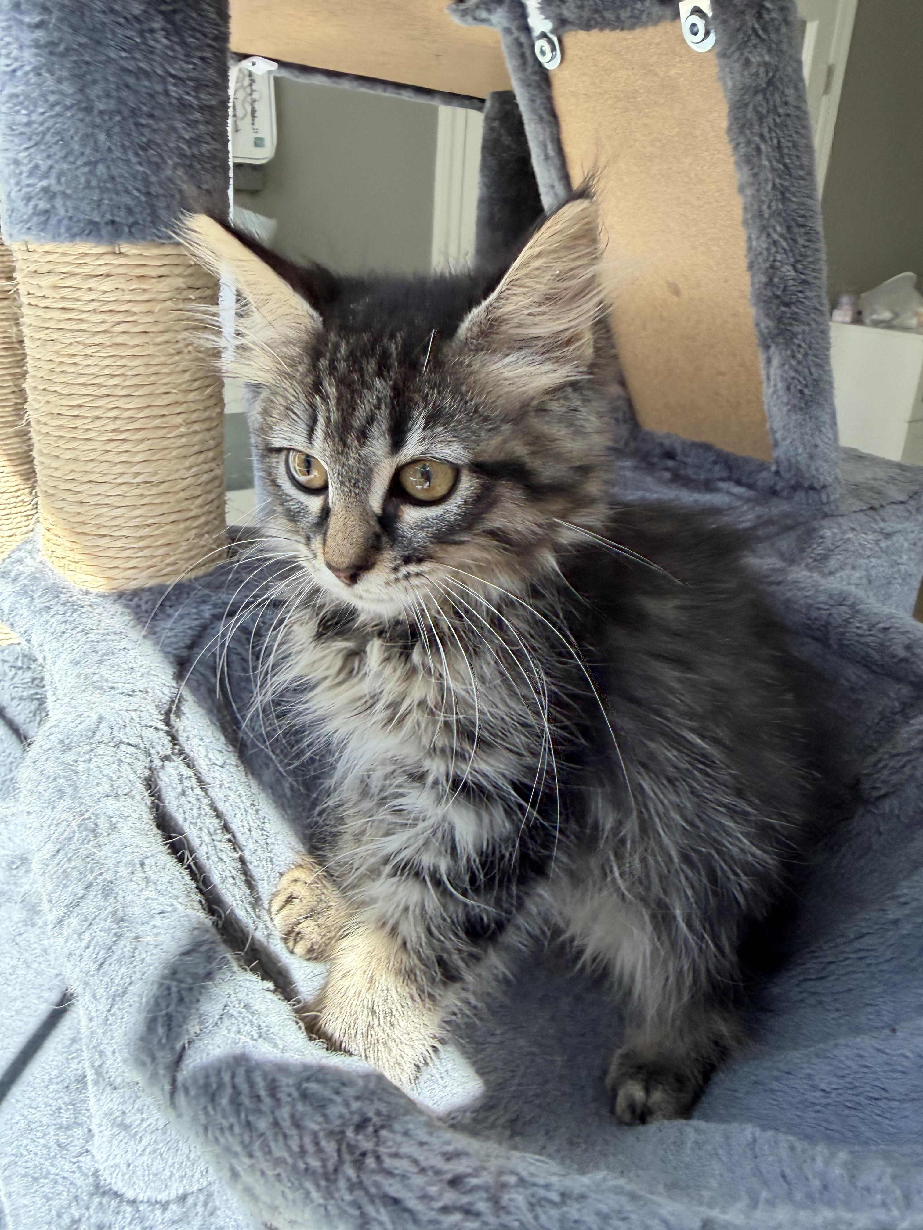 Scottie Lottie, adopted, Kitten Male Domestic Long Hair.