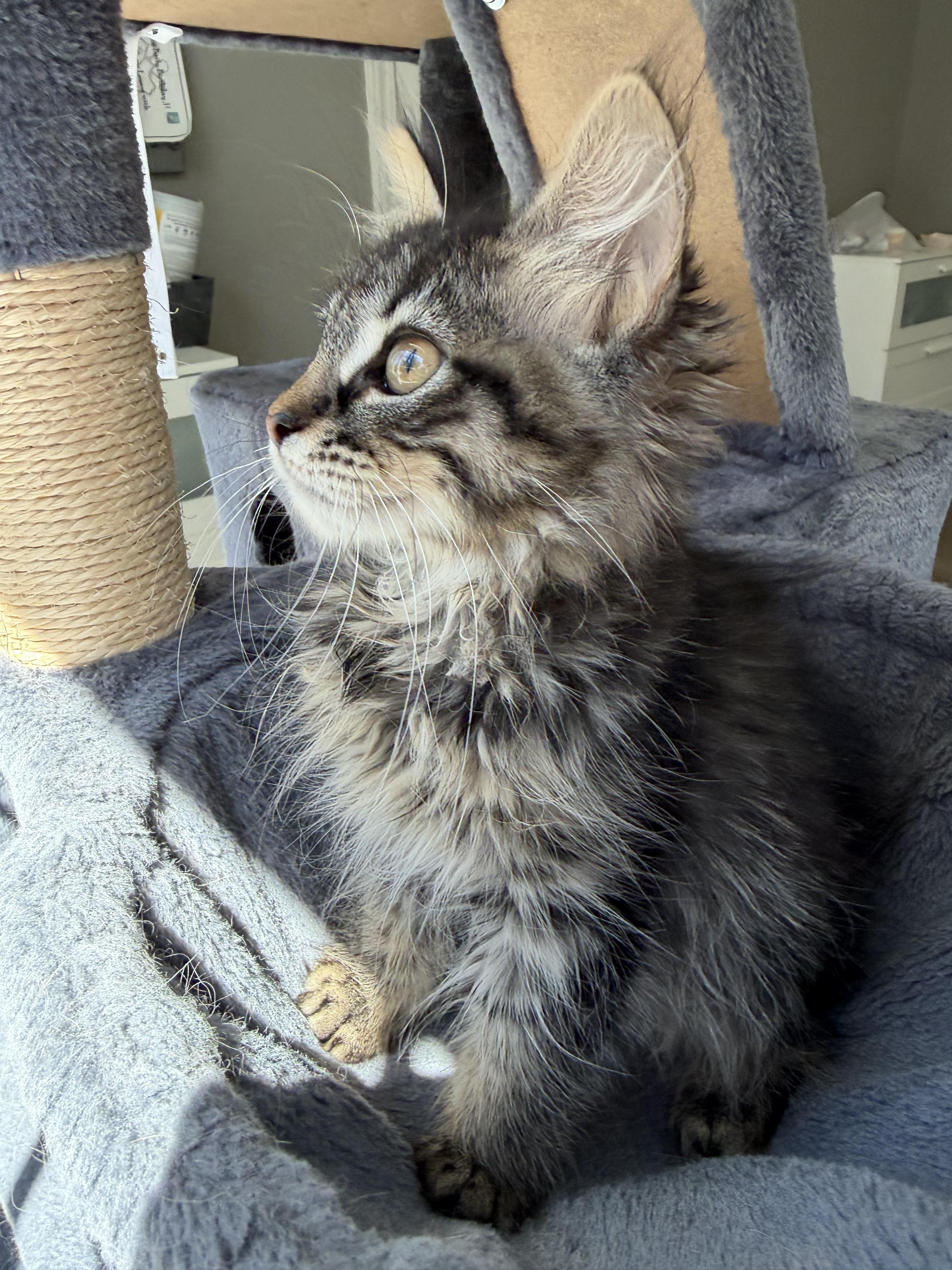 Scottie Lottie, an adopted mixed breed in Bonney Lake, WA image 3/5