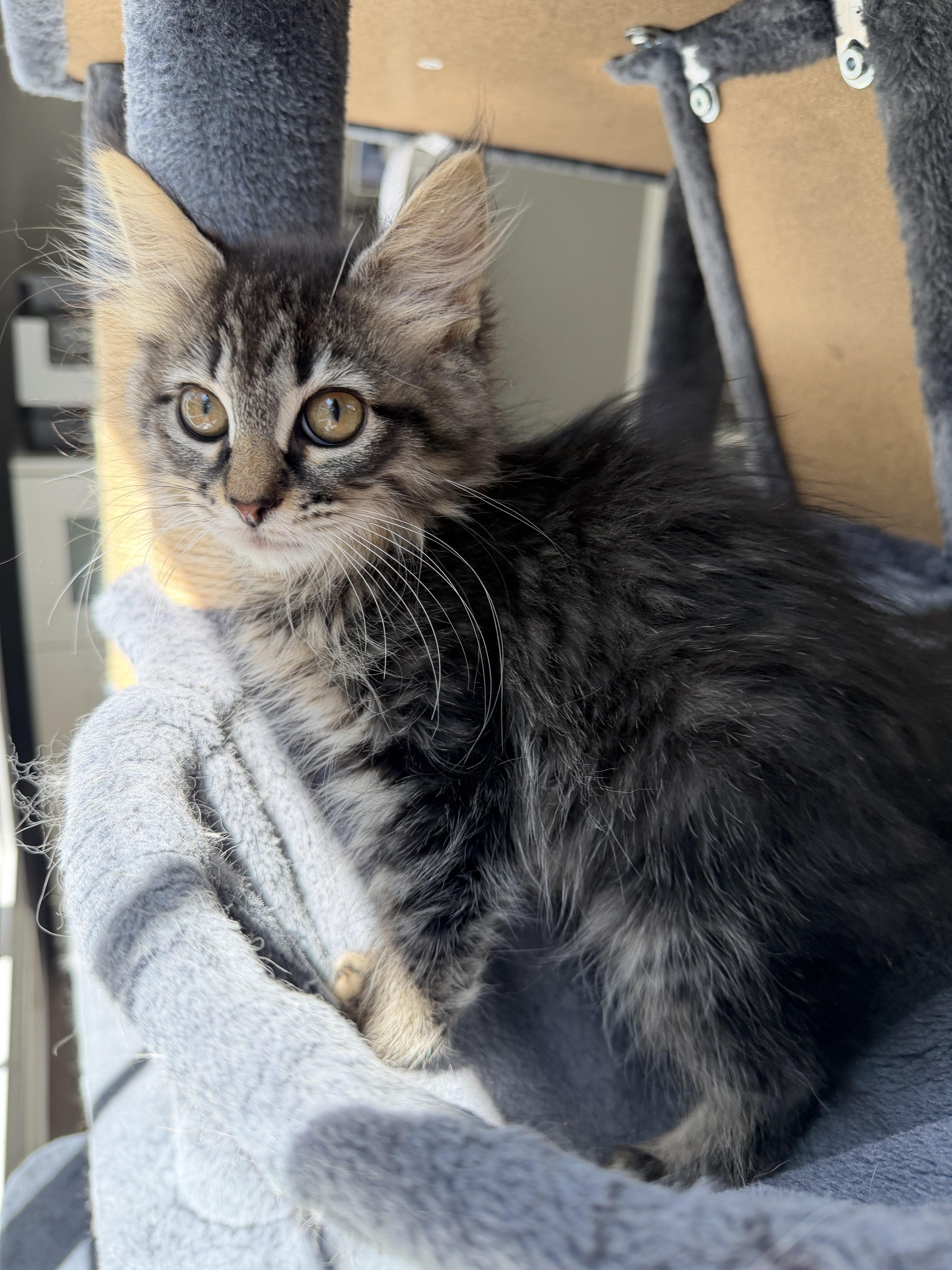 Scottie Lottie, an adopted mixed breed in Bonney Lake, WA image 4/5