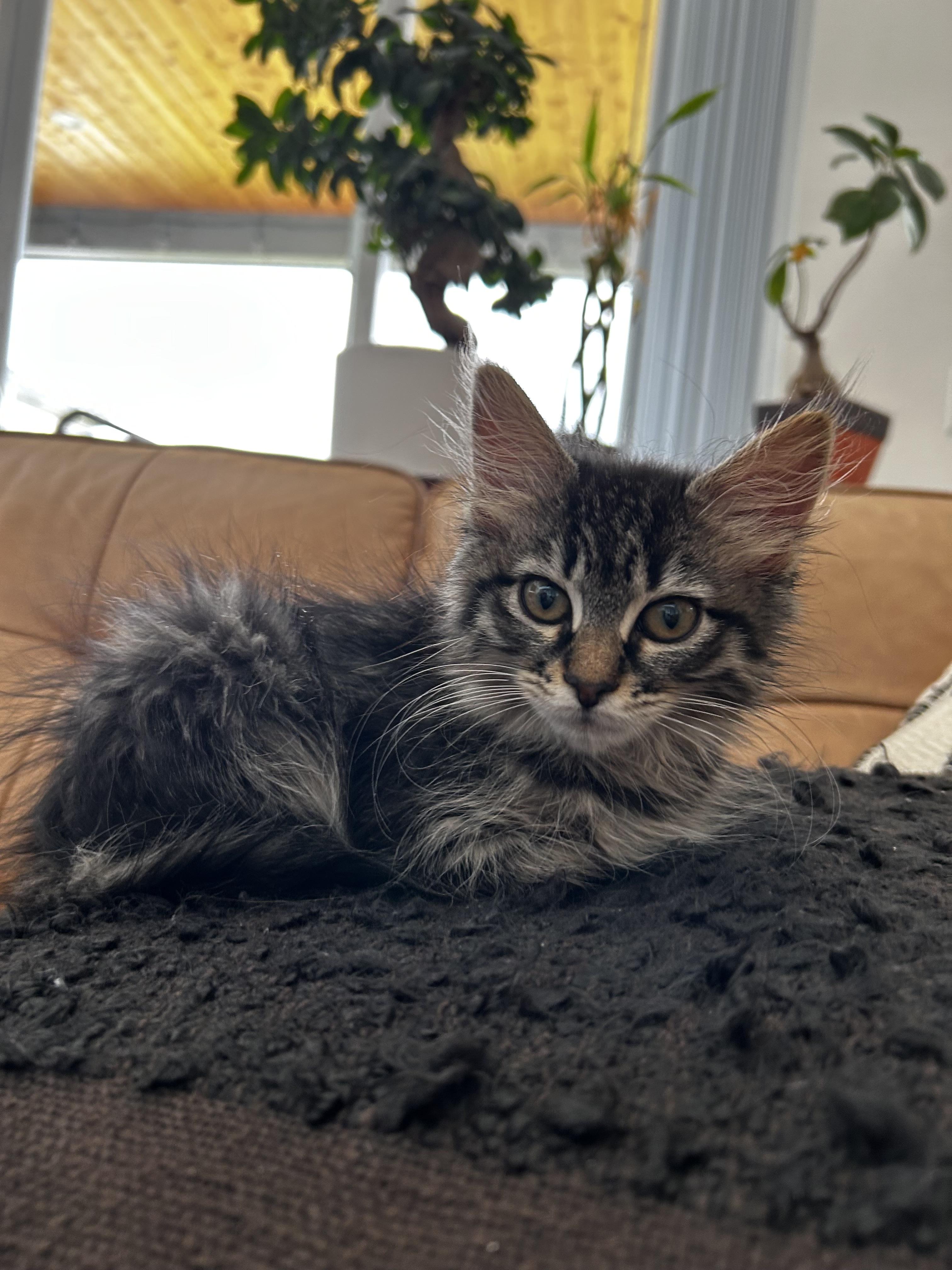 Scottie Lottie, an adopted mixed breed in Bonney Lake, WA image 5/5