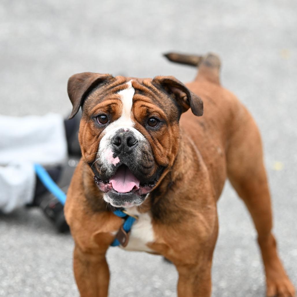 Boxer, a Adoptable mixed breed in Chester Springs, PA image 6/6