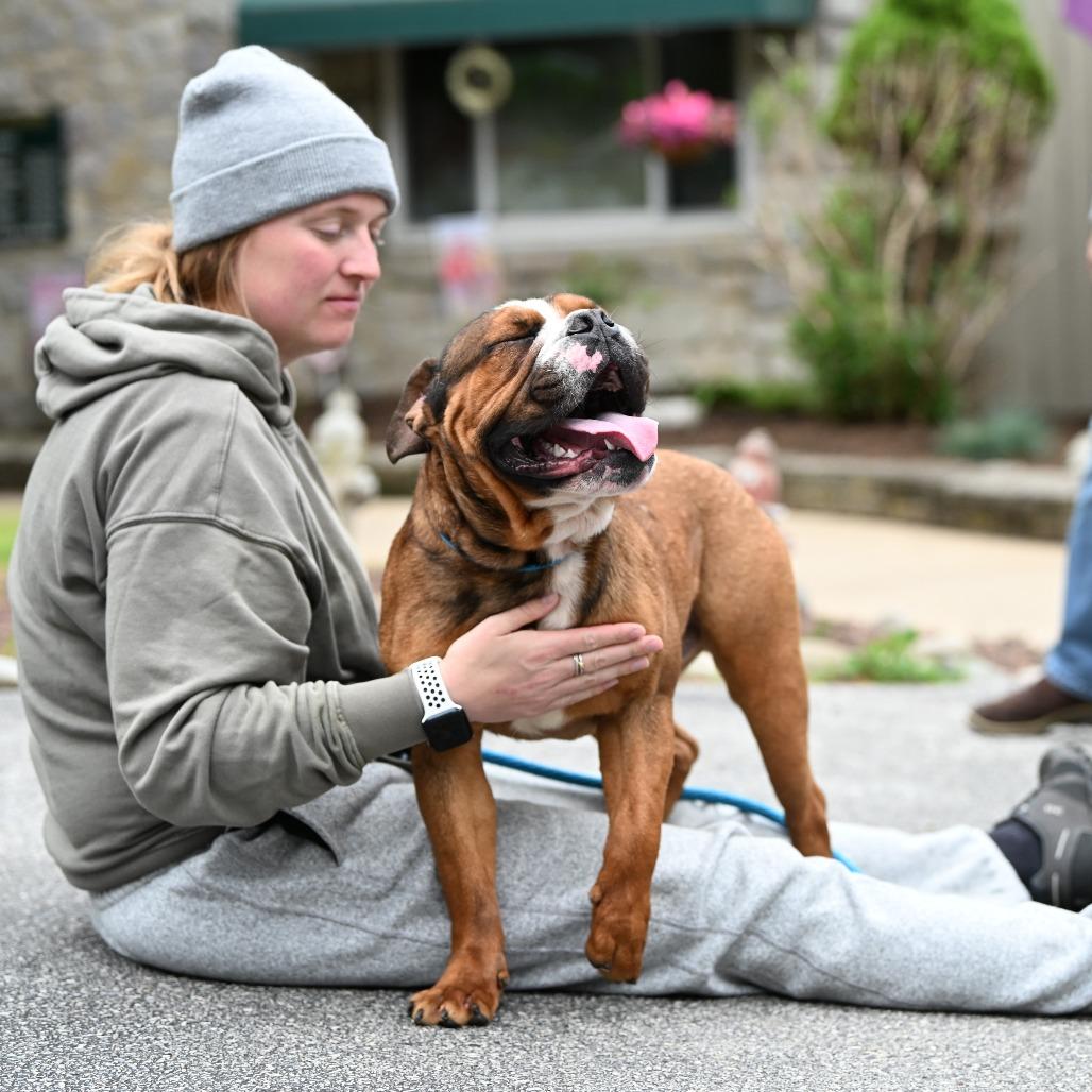 Boxer, a Adoptable mixed breed in Chester Springs, PA image 3/6