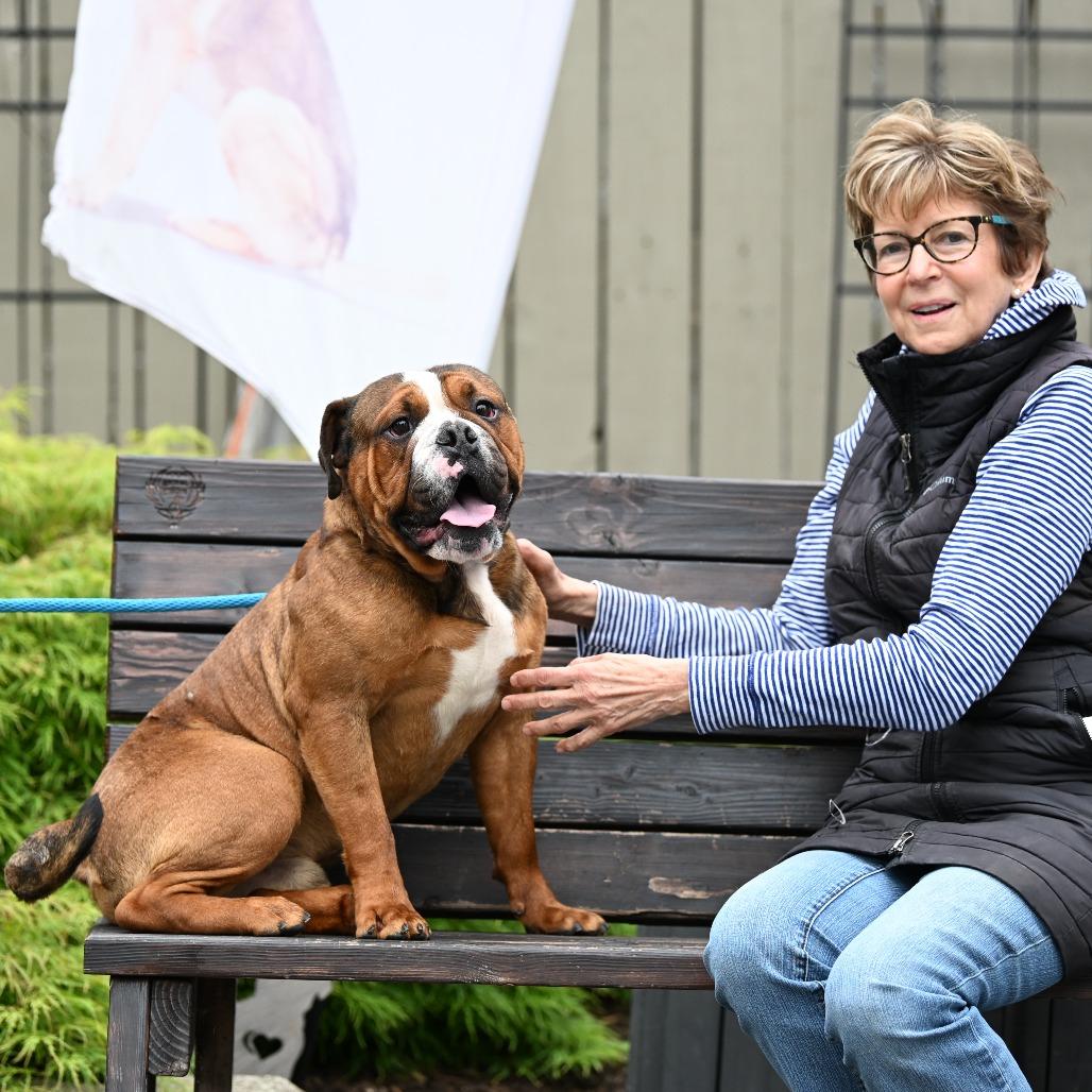 Boxer, a Adoptable mixed breed in Chester Springs, PA image 4/6