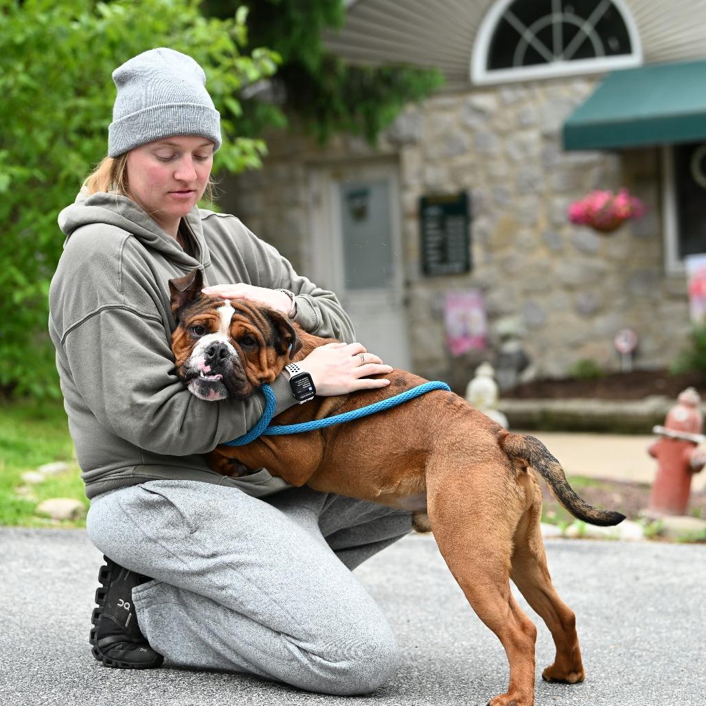 Boxer, Adoptable, Adult Male American Bulldog.