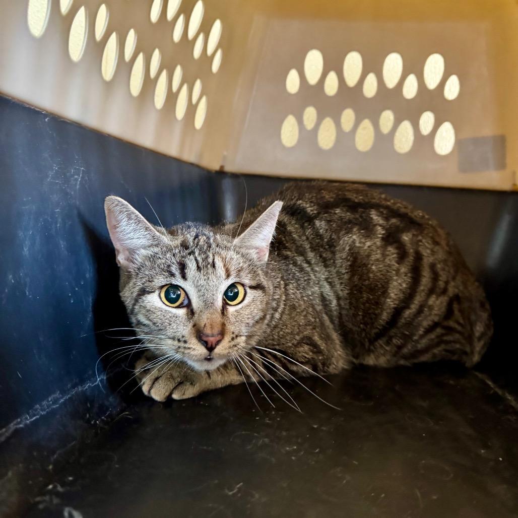Pamela, Adoptable, Adult Female Domestic Short Hair.