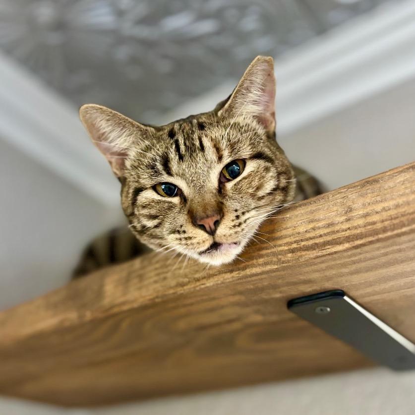 Pamela, a Adoptable Domestic Short Hair in Fredericksburg, TX image 2/2