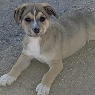 Enlarge Badger, an adopted Mixed Breed in Chino valley, AZ image 1/1