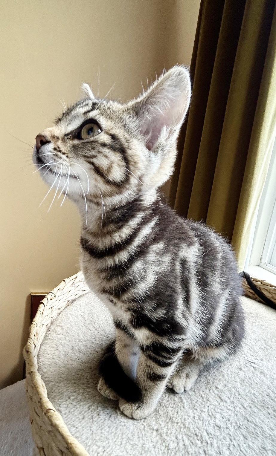 Ziggy, Adoptable, Kitten Female Tabby.