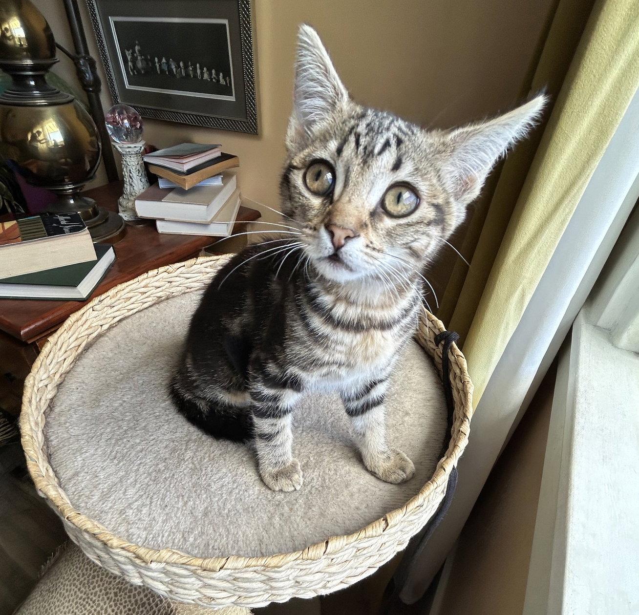 Enlarge Ziggy, a Adoptable Tabby in Alameda, CA image 3/3