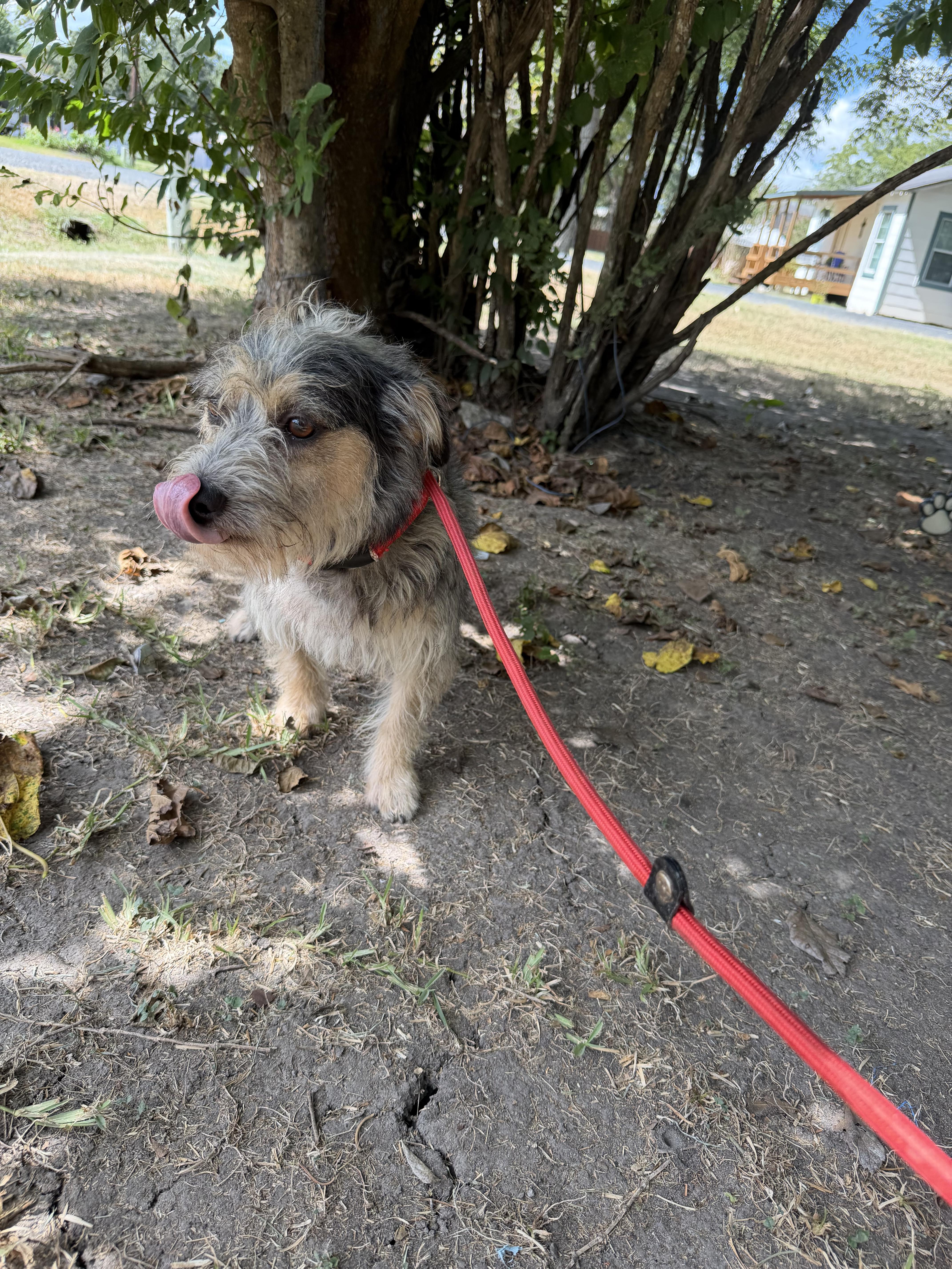 Enlarge Reed, a ADOPTABLE mixed breed in Westerly, RI image 3/3
