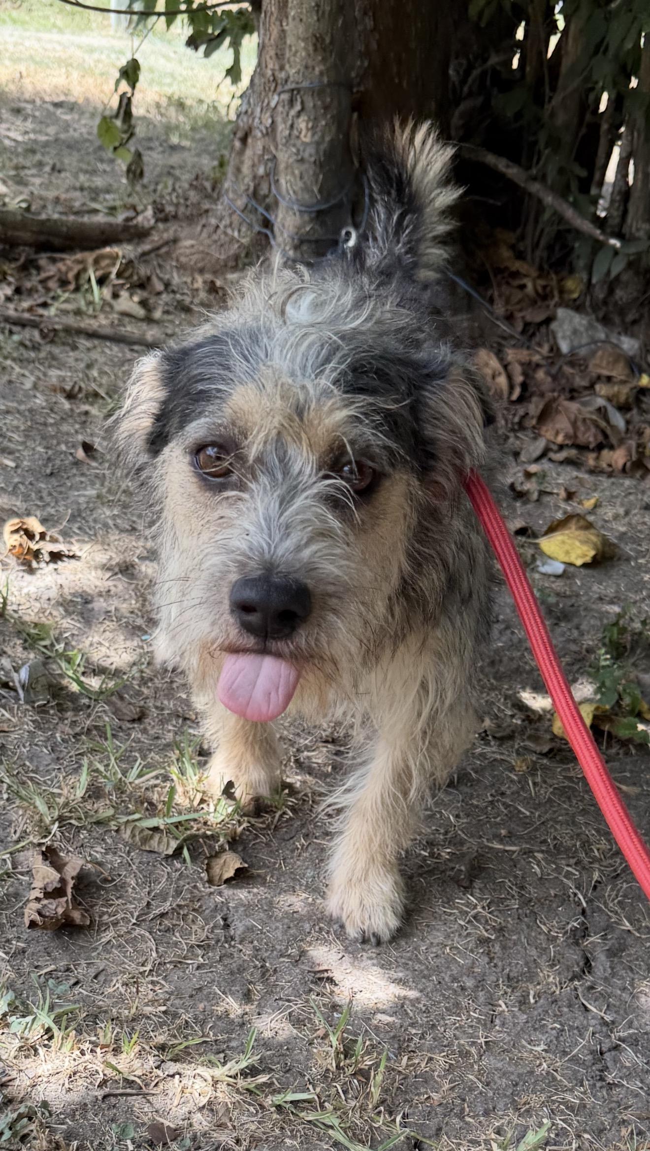 Reed, ADOPTABLE, Adult Male Yorkshire Terrier.
