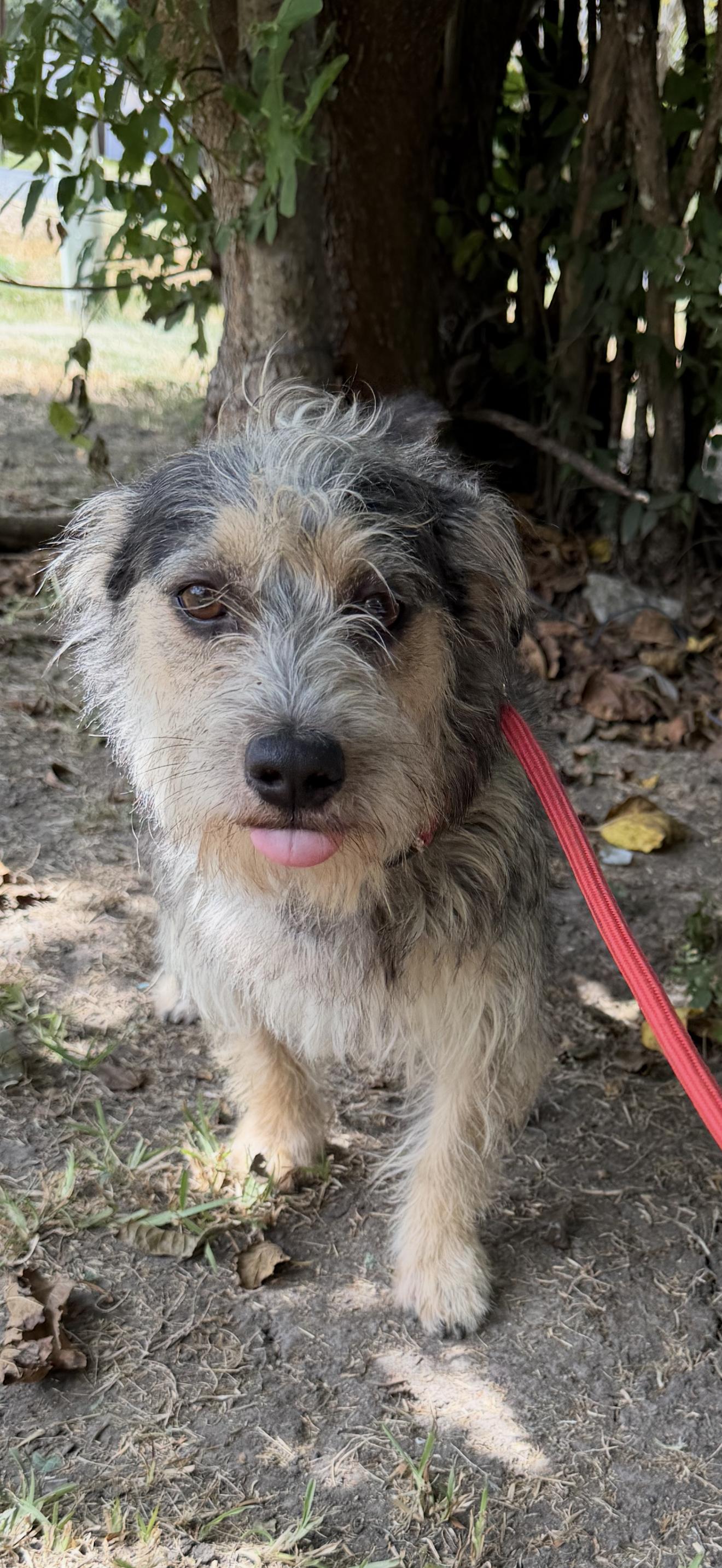 Enlarge Reed, a ADOPTABLE mixed breed in Westerly, RI image 2/3