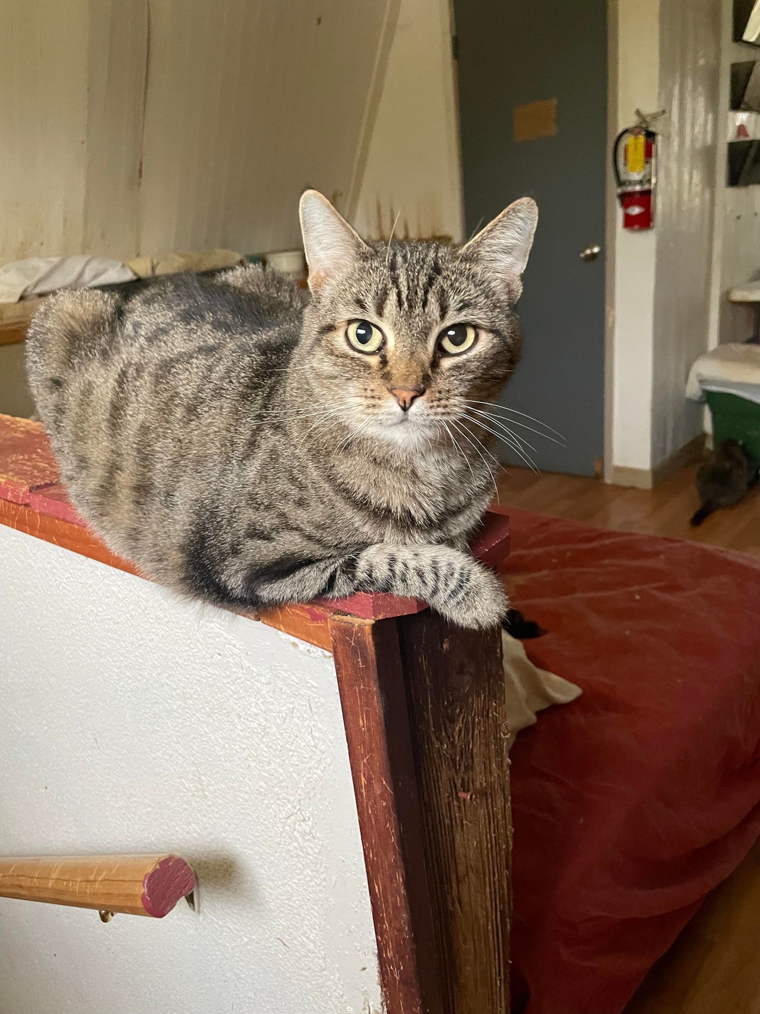 Enlarge Topaz, a Adoptable mixed breed image 1/1