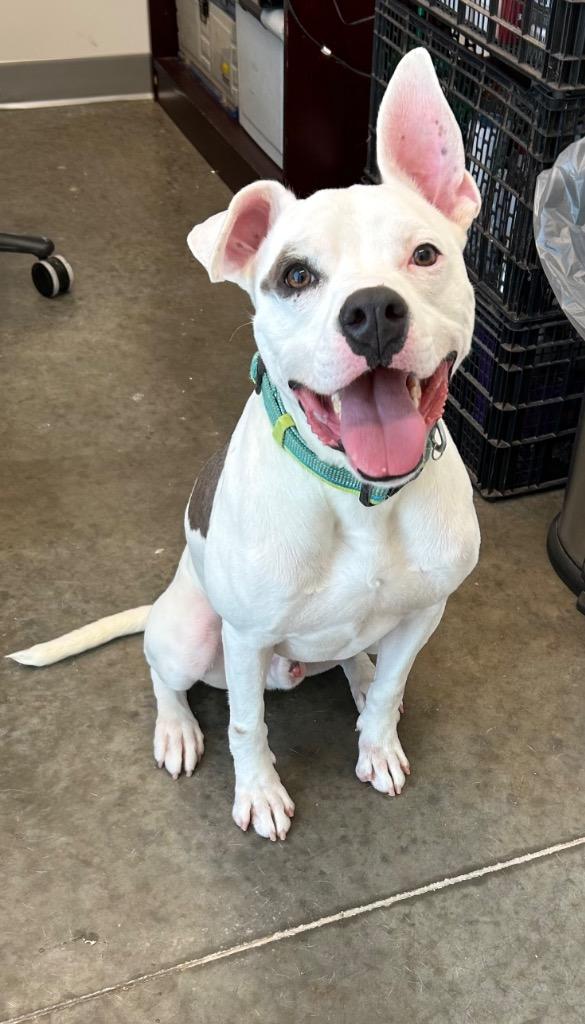 Mickey, Adoptable, Young Male American Staffordshire Terrier.