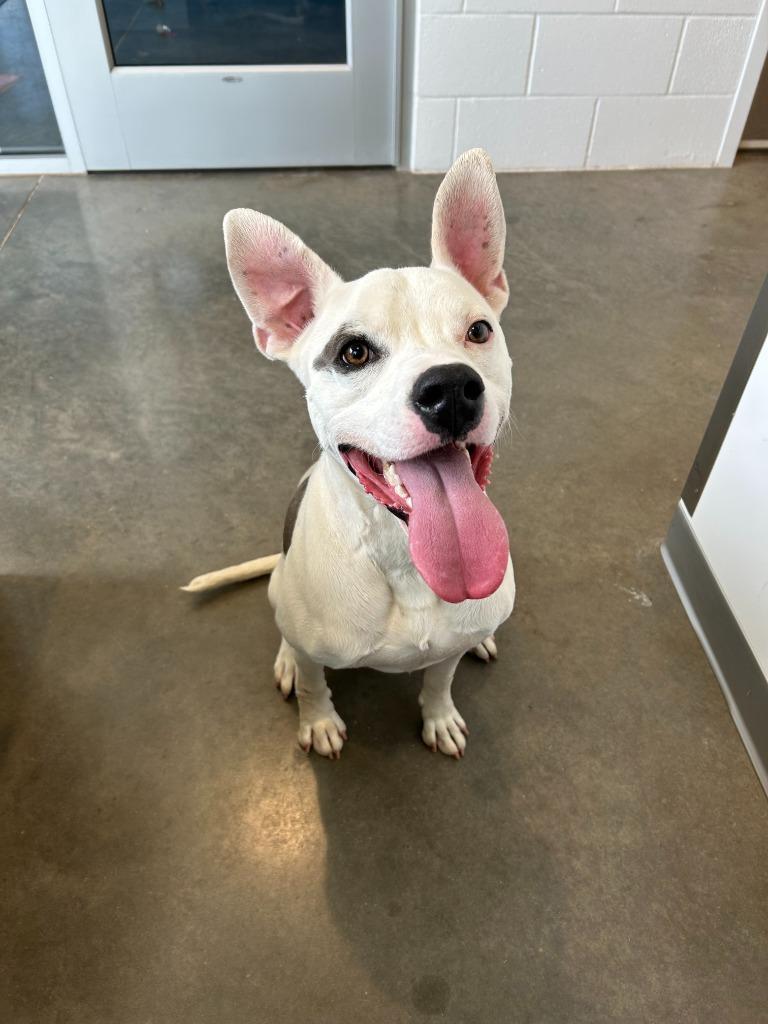 Enlarge Mickey, a Adoptable American Staffordshire Terrier in Newcastle, OK image 2/2