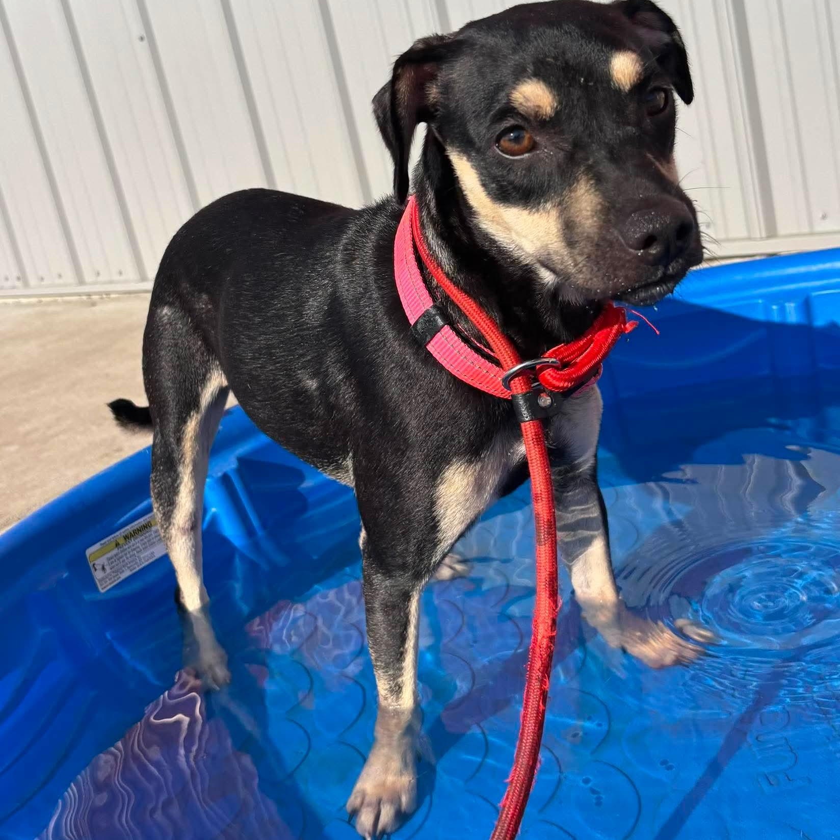Brio, ADOPTABLE, Young Female Miniature Pinscher.
