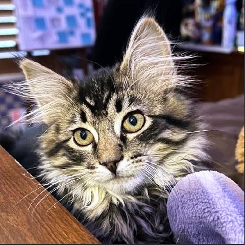 Hela, ADOPTABLE, Kitten Male Tabby.