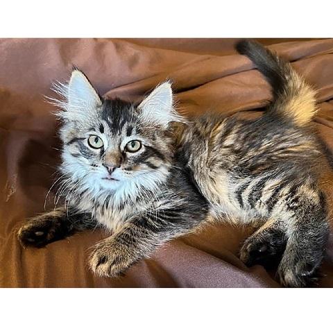 Hela, a ADOPTABLE Tabby in Salt Lake City, UT image 2/2