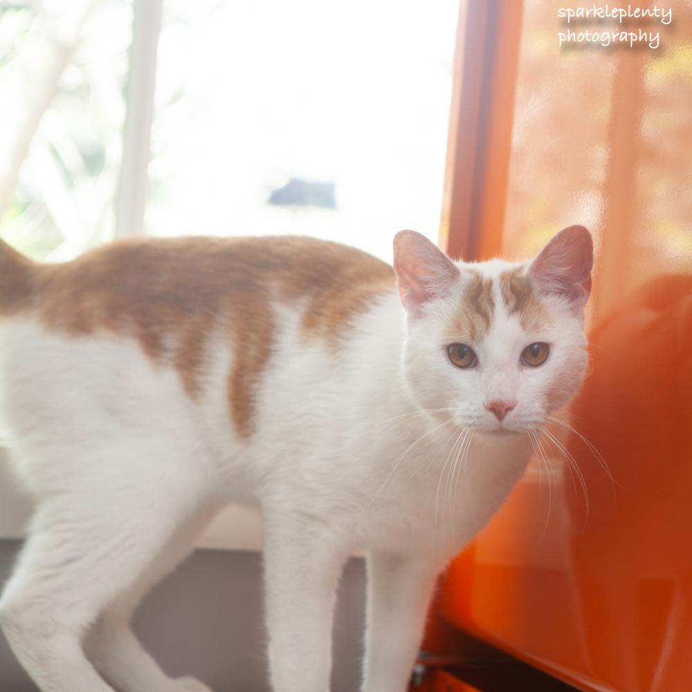 Hobbes, an adopted Domestic Short Hair in Ridgefield, CT image 2/2