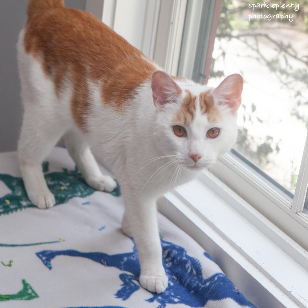Hobbes, adopted, Young Male Domestic Short Hair.