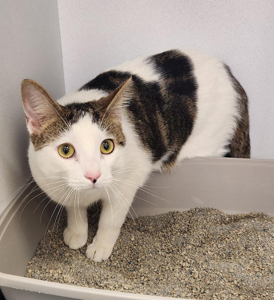 Enlarge Skoka, a Adoptable American Shorthair in Van Wert, OH image 1/3