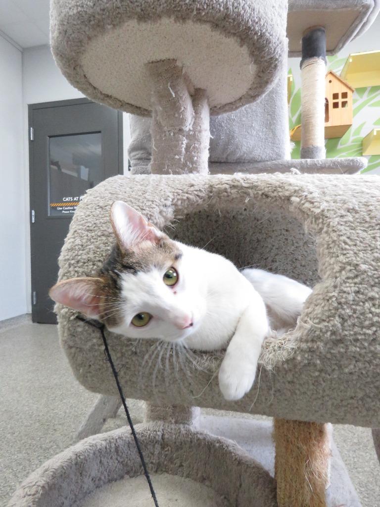 Enlarge Skoka, a Adoptable American Shorthair in Van Wert, OH image 2/4