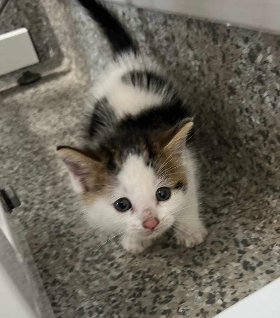 Enlarge Skoka, a Adoptable American Shorthair in Van Wert, OH image 2/3