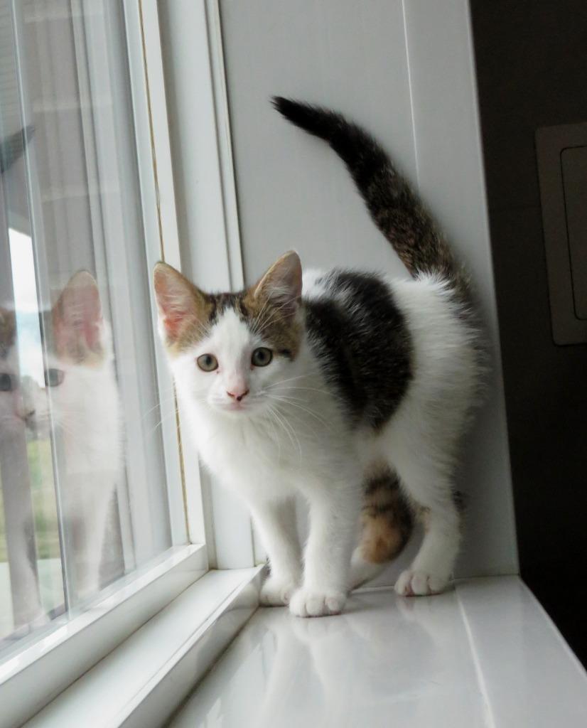 Enlarge Skoka, a Adoptable American Shorthair in Van Wert, OH image 3/3