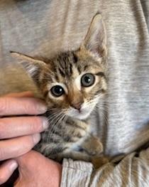 Bandit II, a Adoptable Domestic Short Hair in San Francisco, CA image 1/2