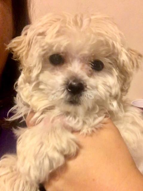 Enlarge PopTart, a Adopted Maltese in Manhattan Beach, CA image 1/1