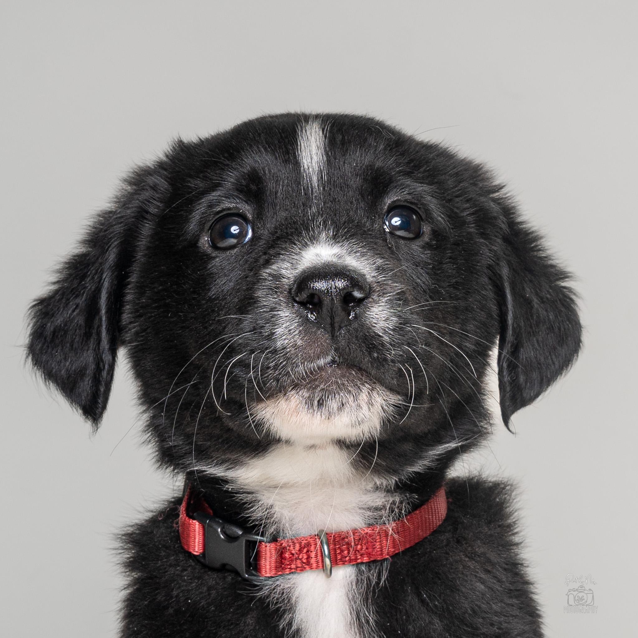 Enlarge Gaston, a Adoptable mixed breed in Itasca, IL image 2/2
