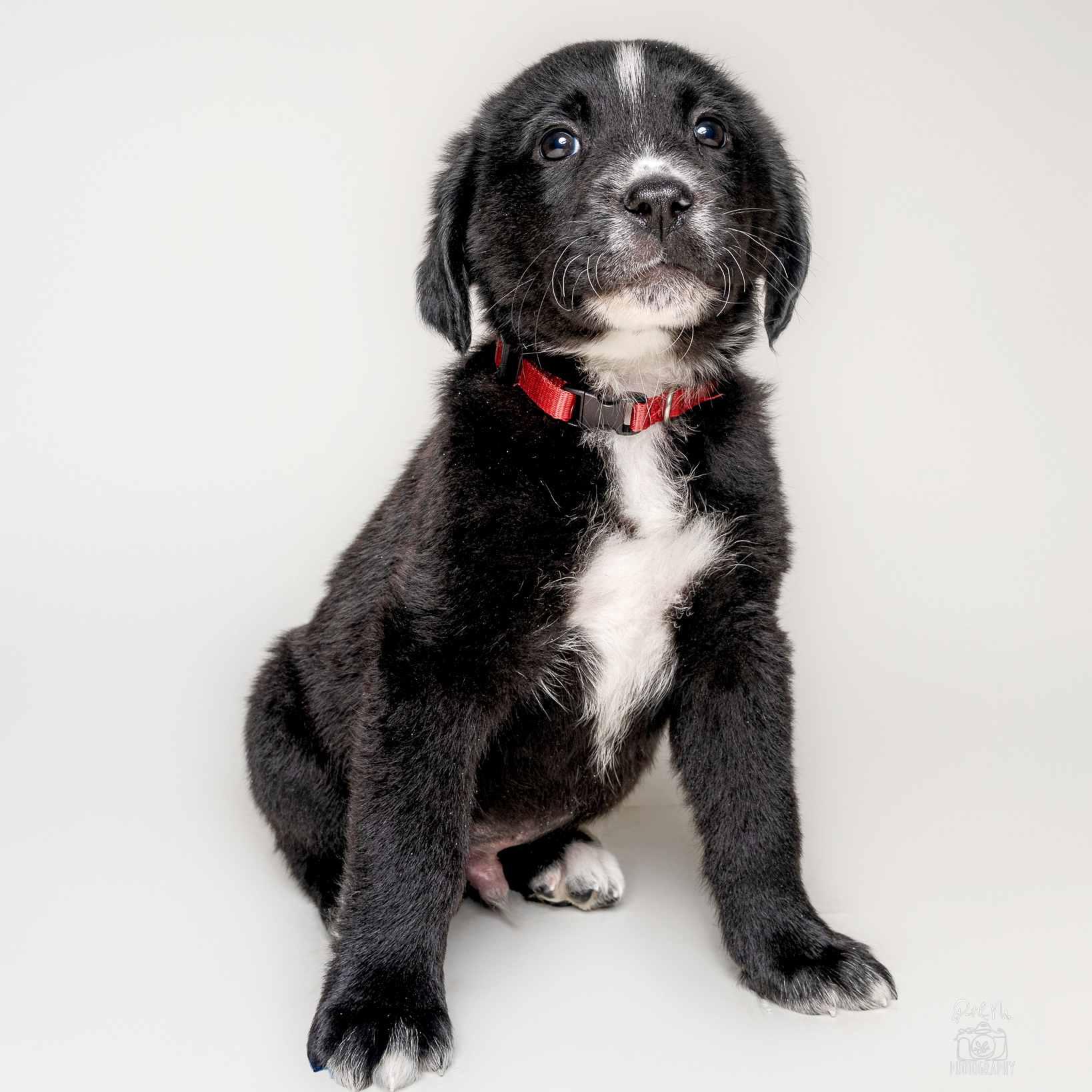 Enlarge Gaston, a Adoptable mixed breed in Itasca, IL image 1/2