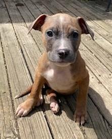 Esmeralda, a Adoptable mixed breed in Warren, MI image 1/6