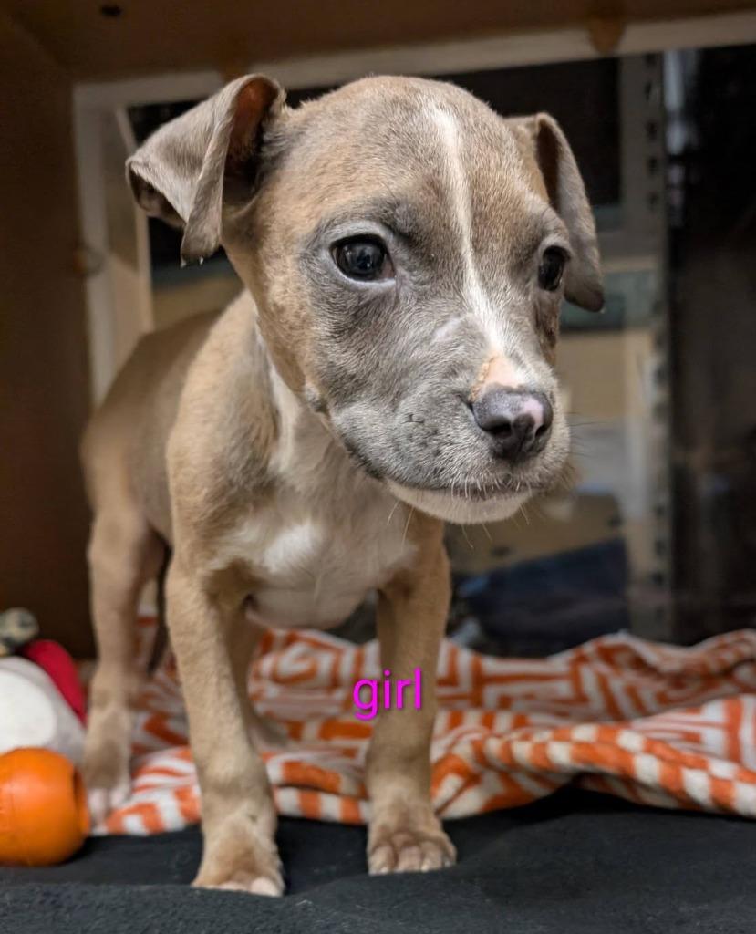 Esmeralda, a Adoptable mixed breed in Warren, MI image 2/6