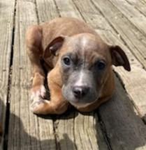 Esmeralda, a Adoptable mixed breed in Warren, MI image 3/6