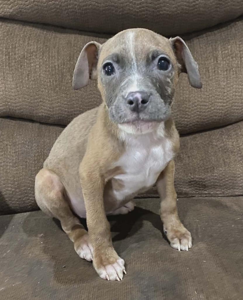 Esmeralda, a Adoptable mixed breed in Warren, MI image 4/6