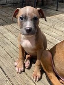 Esmeralda, a Adoptable mixed breed in Warren, MI image 5/6