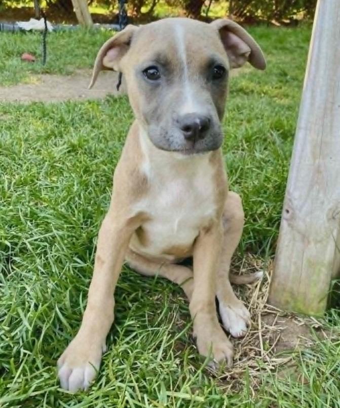 Esmeralda, a Adoptable mixed breed in Warren, MI image 6/6