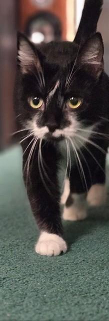 SOPHIE, Adoptable, Adult Female Domestic Short Hair.