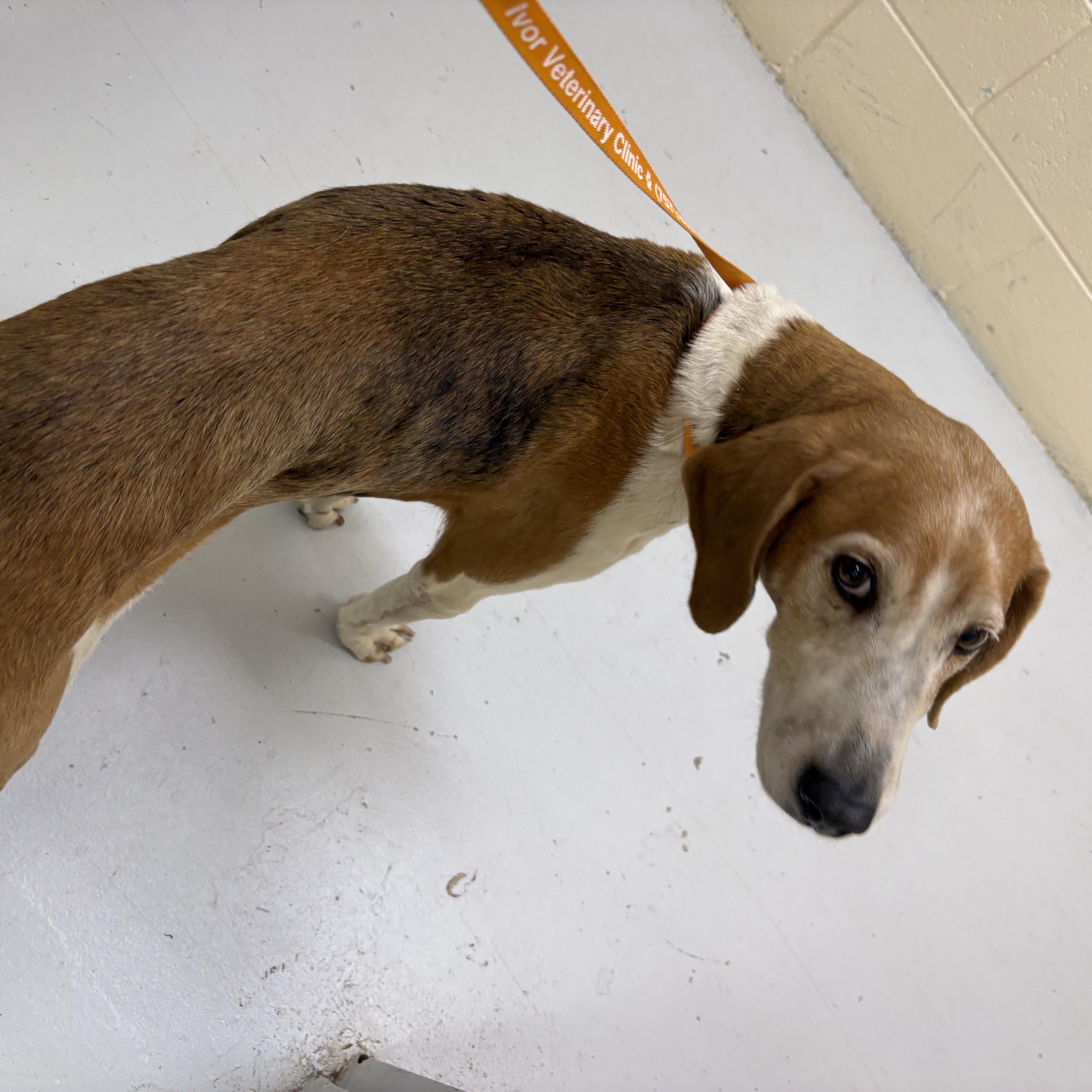 Bug, ADOPTABLE, Senior Female Hound.