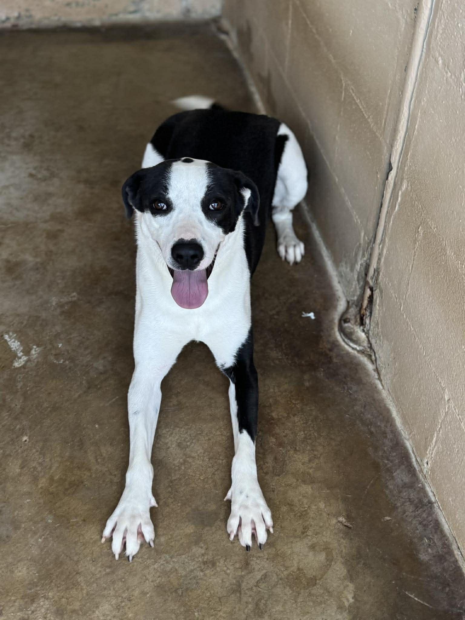 Stella, a ADOPTABLE mixed breed in Kansas City, MO image 3/3