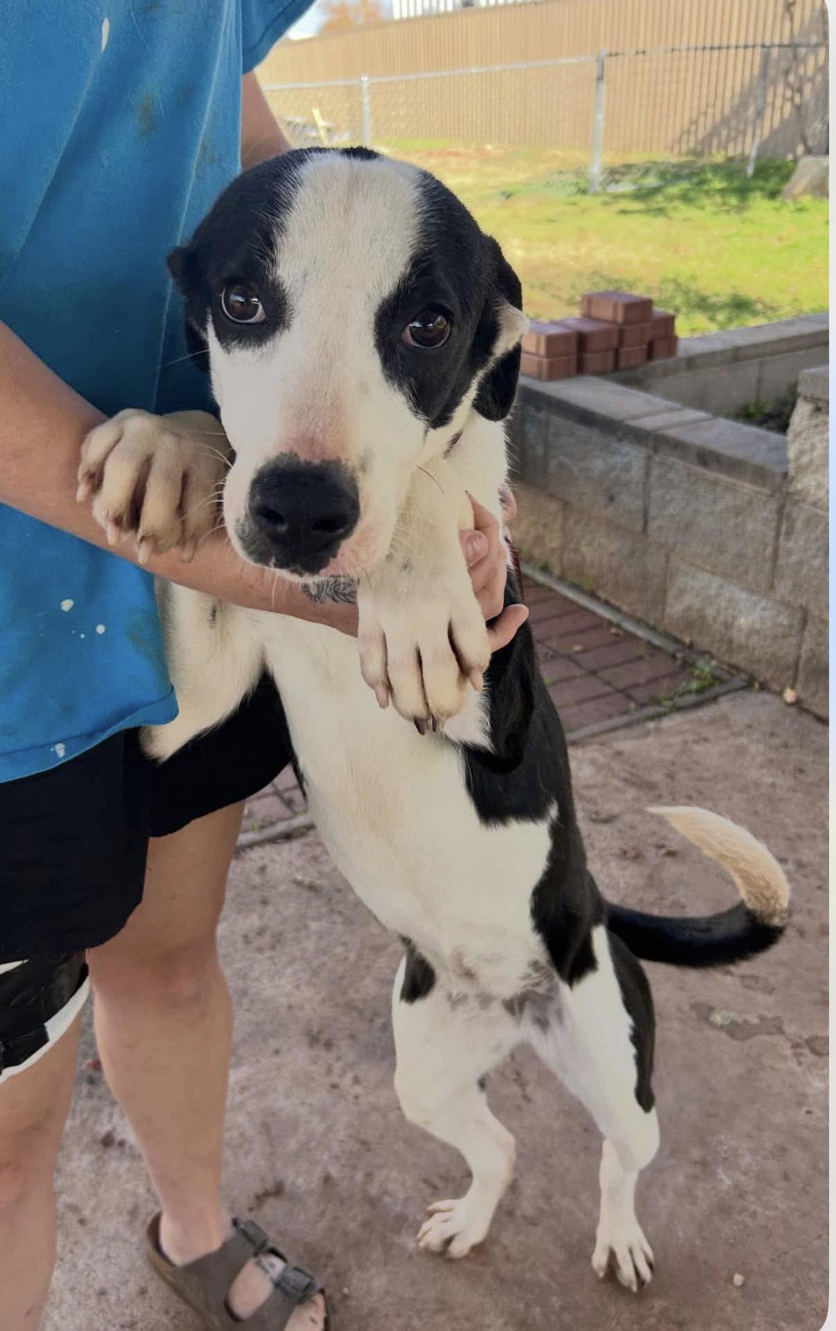 Stella, a ADOPTABLE mixed breed in Kansas City, MO image 2/3