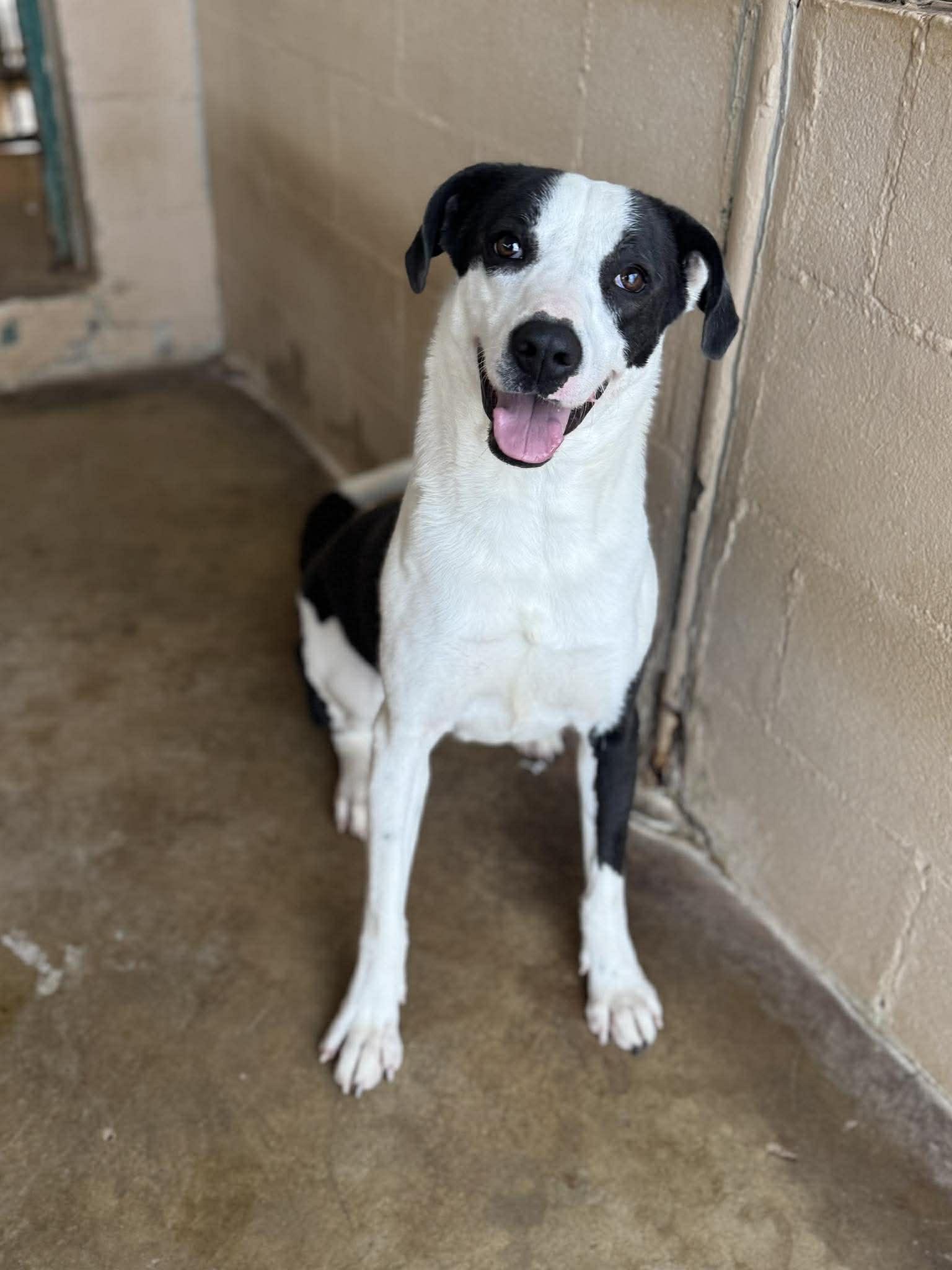 Stella, ADOPTABLE, Young Female Labrador Retriever & American Staffordshire Terrier.